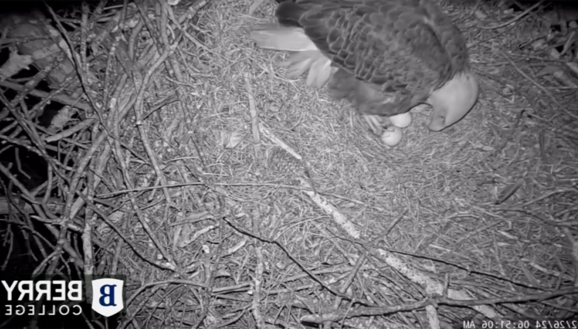 eagle over two eggs in a nest